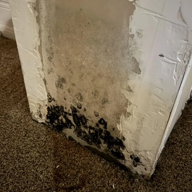 Professional Mold Removal in Cedar Hill, TX